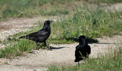 Fish Crow