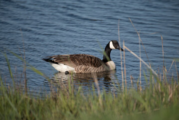 Canada Goose