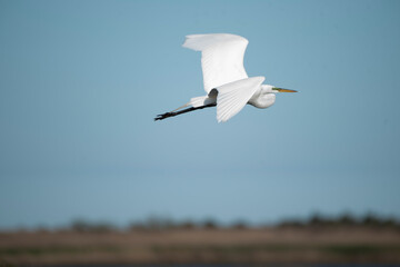 Great Egret