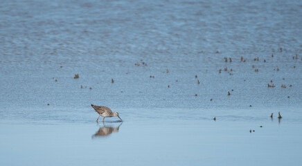 Greater Yellowlegs