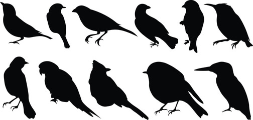 collection of perch rest sit bird avian icon vector solid color bundle hibernate migration collection of perch rest sit bird avian icon vector solid color bundle hibernate migration