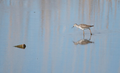 Lesser Yellowlegs