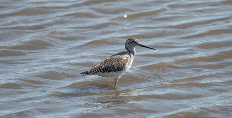 Lesser Yellowlegs