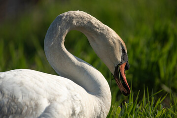 Fototapeta premium Mute Swan