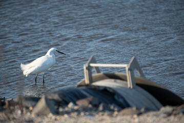 Snowy Egret