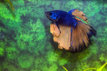 Aquarium fish  siamese cockerel swim. Male fighting fish. Veil, bicolor, blue scales, golden fins and tail. Latin name-Betta splendens.