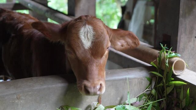 cow cattle in the barn. limousin cow