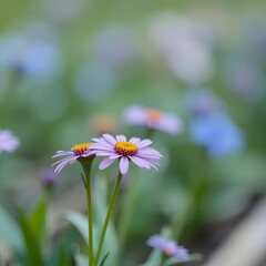 Soft focus background of blooming flowers, ideal for planting flowers theme, featuring delicate petals