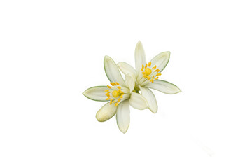 Citrus flower with green leaves isolated on White background