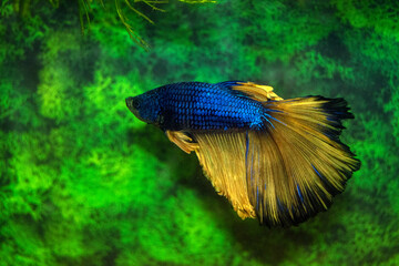 Aquarium fish  siamese cockerel swim. Male fighting fish. Veil, bicolor, blue scales, golden fins and tail. Latin name-Betta splendens.