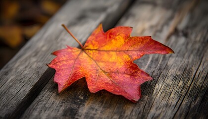 Obraz premium Autumn Maple Leaf Resting on Weathered Wood