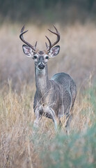 North America, USA, Texas, White Tail Deer Buck Standing in Grass
