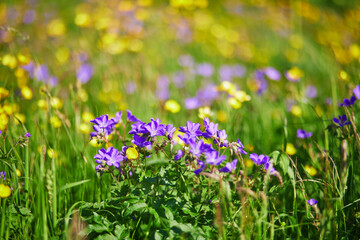 Beautiful wild flowers blooming on a summer day in Iceland.