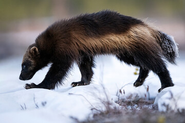 Wolverine walking on snow with forest background