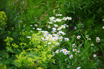 Beautiful wild camomile flowers blooming on a summer day in Iceland.