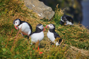 Atlantic Puffins birds or common puffins in nature background at Dirholaey in Iceland. Iceland and Norway most popular birds.