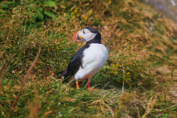 Atlantic Puffins birds or common puffins in nature background at Dirholaey in Iceland. Iceland and Norway most popular birds.