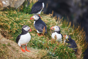 Atlantic Puffins birds or common puffins in nature background at Dirholaey in Iceland. Iceland and Norway most popular birds.