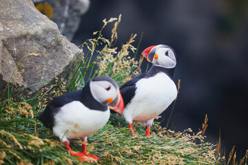 Atlantic Puffins birds or common puffins in nature background at Dirholaey in Iceland. Iceland and Norway most popular birds.
