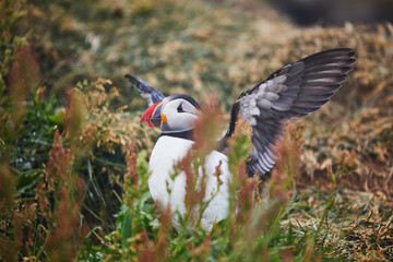 Atlantic Puffins birds or common puffins in nature background at Dirholaey in Iceland. Iceland and Norway most popular birds.
