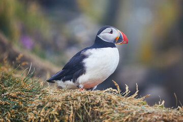 Atlantic Puffins birds or common puffins in nature background at Dirholaey in Iceland. Iceland and Norway most popular birds.