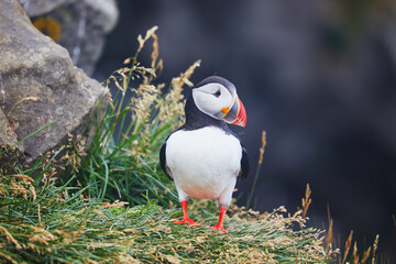 Atlantic Puffins birds or common puffins in nature background at Dirholaey in Iceland. Iceland and Norway most popular birds.