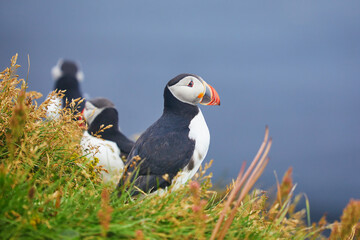 Atlantic Puffins birds or common puffins in nature background at Dirholaey in Iceland. Iceland and Norway most popular birds.