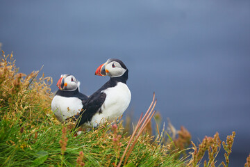 Atlantic Puffins birds or common puffins in nature background at Dirholaey in Iceland. Iceland and Norway most popular birds.