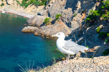 A white sea gull stands on the edge of a cliff against the background of the bay