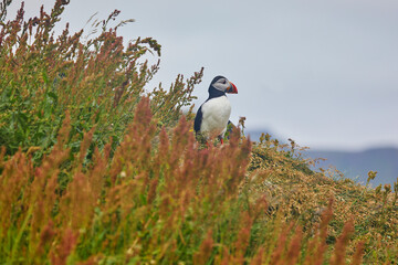 Atlantic Puffins birds or common puffins in nature background at Dirholaey in Iceland. Iceland and Norway most popular birds.