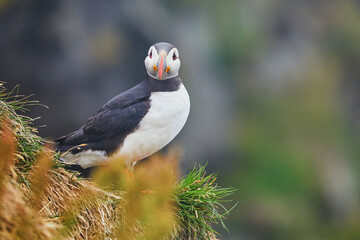 Atlantic Puffins birds or common puffins in nature background at Dirholaey in Iceland. Iceland and Norway most popular birds.