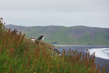 Atlantic Puffins birds or common puffins in nature background at Dirholaey in Iceland. Iceland and Norway most popular birds.
