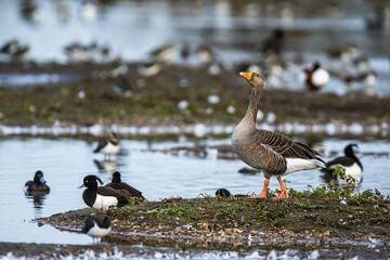 Greylag Goose, Anser anser, bird on winter marshes