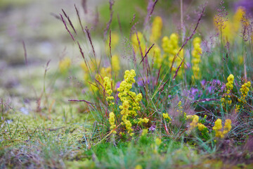 Beautiful wild flowers blooming on a summer day in Iceland.