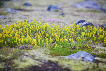 Beautiful wild flowers blooming on a summer day in Iceland.