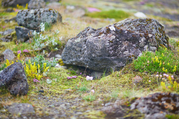 Majestic summer landscapes with cliffs and fields in Southern Iceland.