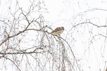 sparrow on a branch