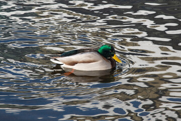 duck on the water