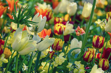 Yellow and white tulip flowers