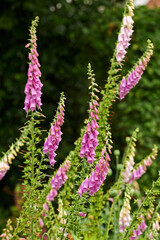 Obraz premium Nature, growth and flowers with foxglove for gardening, alternative medicine and sustainable environment. Spring season, digitalis and blossom with plant buds for habitat, ecosystem and biodiversity