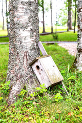 An old wooden birdhouse lies on the ground near a birch tree