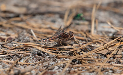 Blue Corporal