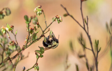 Two Spotted Bumble Bee