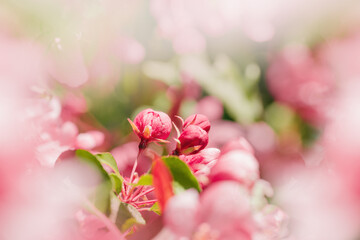 Obraz premium Blossoming Pink Apple Tree in Springtime, vibrant close-up texture of apple blossoms in full bloom, beautiful aesthetic flowers on tree, Delicate blooms in soft pink hues, soft focus
