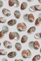 Colored Seashells Minimal Pattern on Grey, oceanic and sea life, aesthetic summer background with...