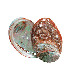 Shiny Shell of abalone with natural texture, closeup seashell isolated on white background,...