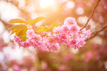 Sakura flowers blooming, spring seasonal Easter background