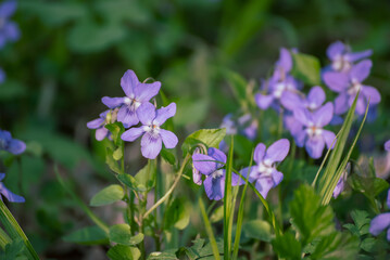 Viola reichenbachiana. Common Violet. Small purple flowers in forest at early spring