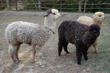 Naklejka premium Fluffy Young Alpacas Stand in Dry Grass With a Playful Expression in the Sunny Field
