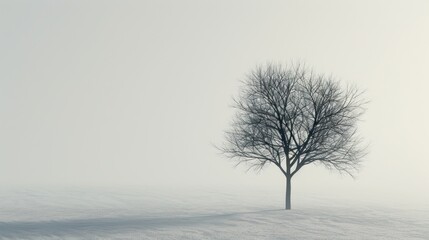 Fototapeta premium A solitary tree stands firm against a muted backdrop, basking in gentle light that highlights its strong form